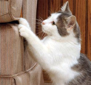 חתול שורט ספות